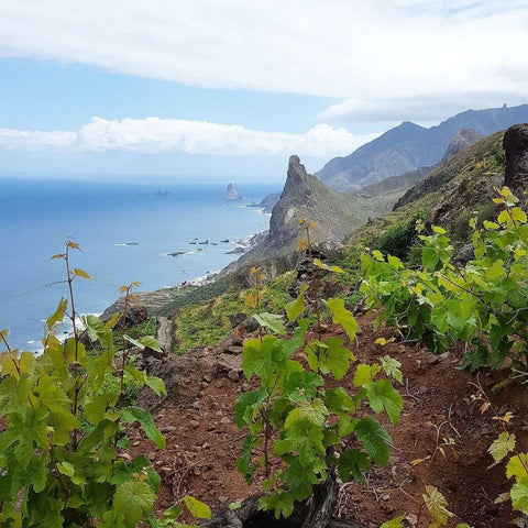 From Etna to Santorini: Discovering Europe's Most Iconic Island Wine Regions
