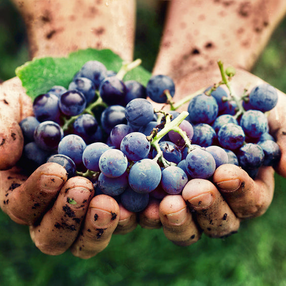 Organic Wine - your questions answered