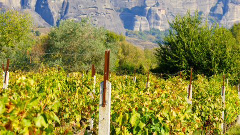 Greek wines