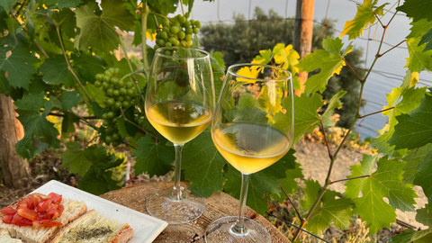 Italian wine is calling